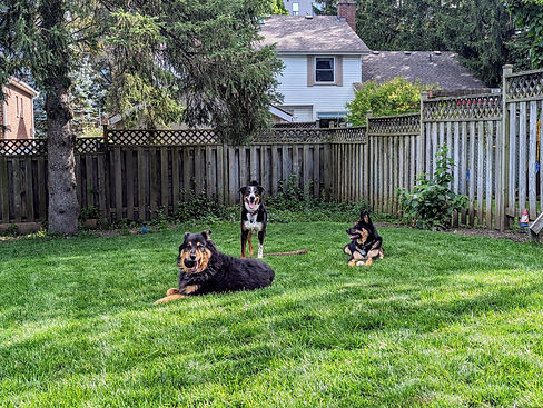 Pups in the yard