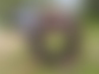 Embrace Adventure: Our Top Tips to Camping with Dogs