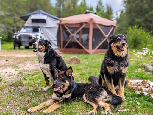 Embrace Adventure: Our Top Tips to Camping with Dogs