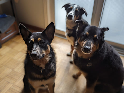 Pups prepping for their rap video