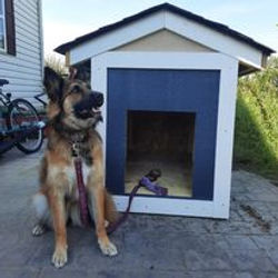 Dog House (1)