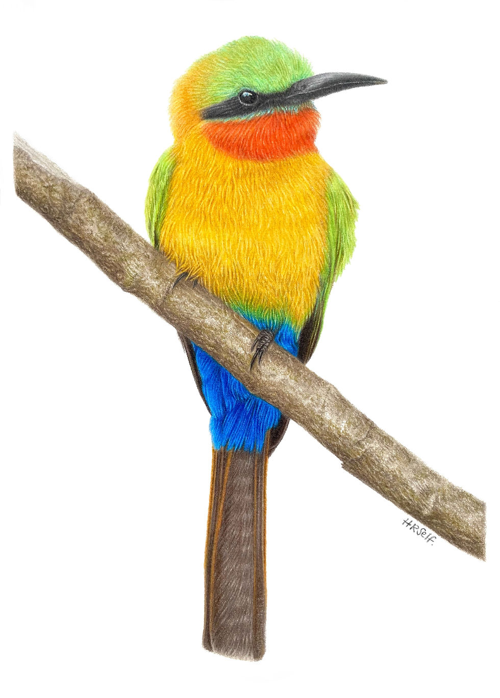 A red throated Bee Eater bird, coloured pencil drawing
