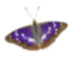 A purple Emperor Butterfly, coloured pencil drawing