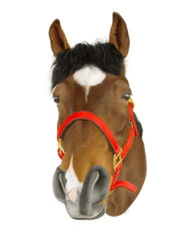 A brown Horse, drawn in coloured pencil