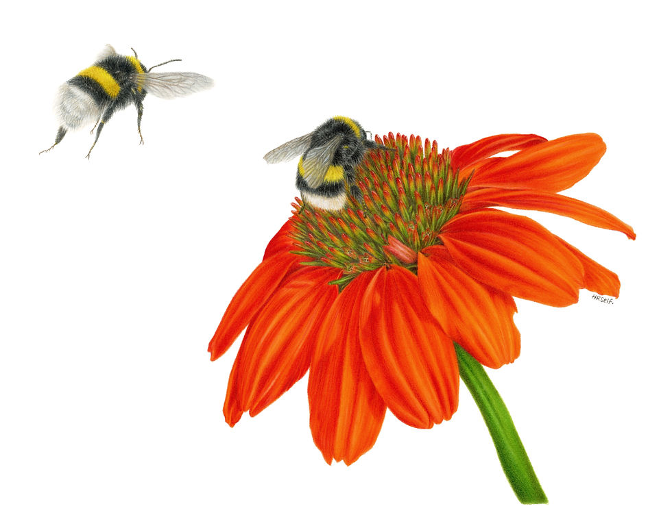 A red Coneflower with Bumblebees, coloured pencil drawing