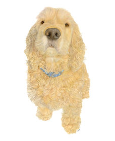A coloured pencil portrait of a full body golden Cocker Spaniel