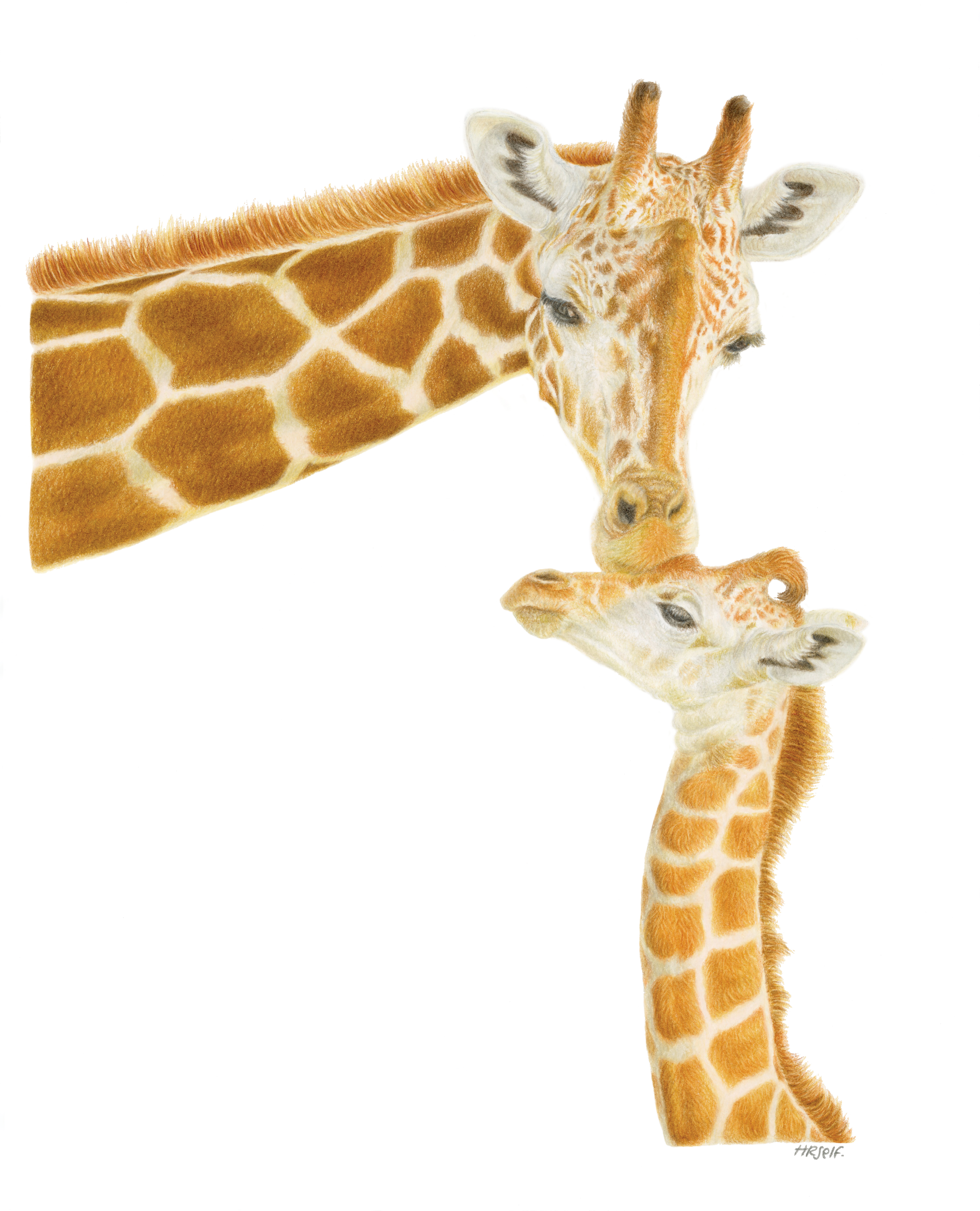 A Mother and Baby Giraffe duo, coloured pencil portrait