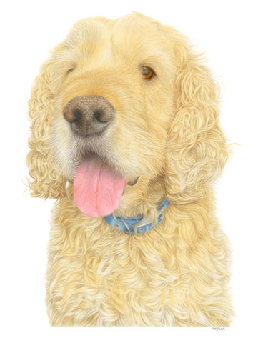 A golden Cocker Spaniel with his tongue out, drawn in coloured pencil