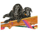 A coloured pencil portrait of two black Labrador Retrievers
