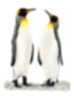 A Penguin duo coloured pencil drawing