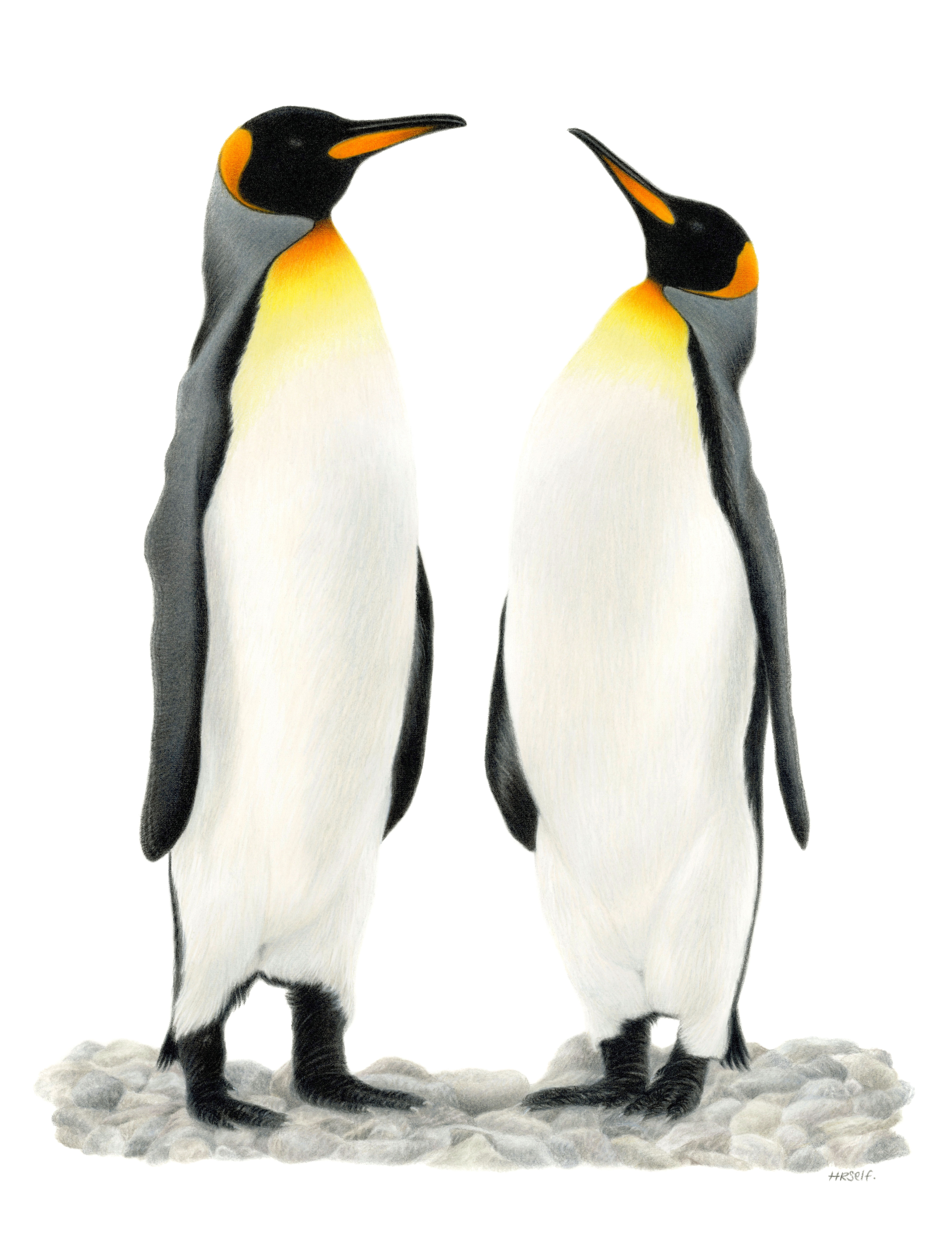 A Penguin duo coloured pencil drawing