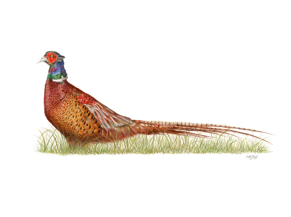 Thumbnail: A full body Pheasant coloured pencil drawing
