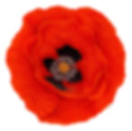 A red Poppy Flower portrait, drawn in coloured pencil