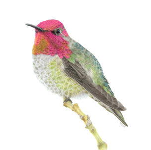 A Hummingbird on a branch, drawn in coloured pencil