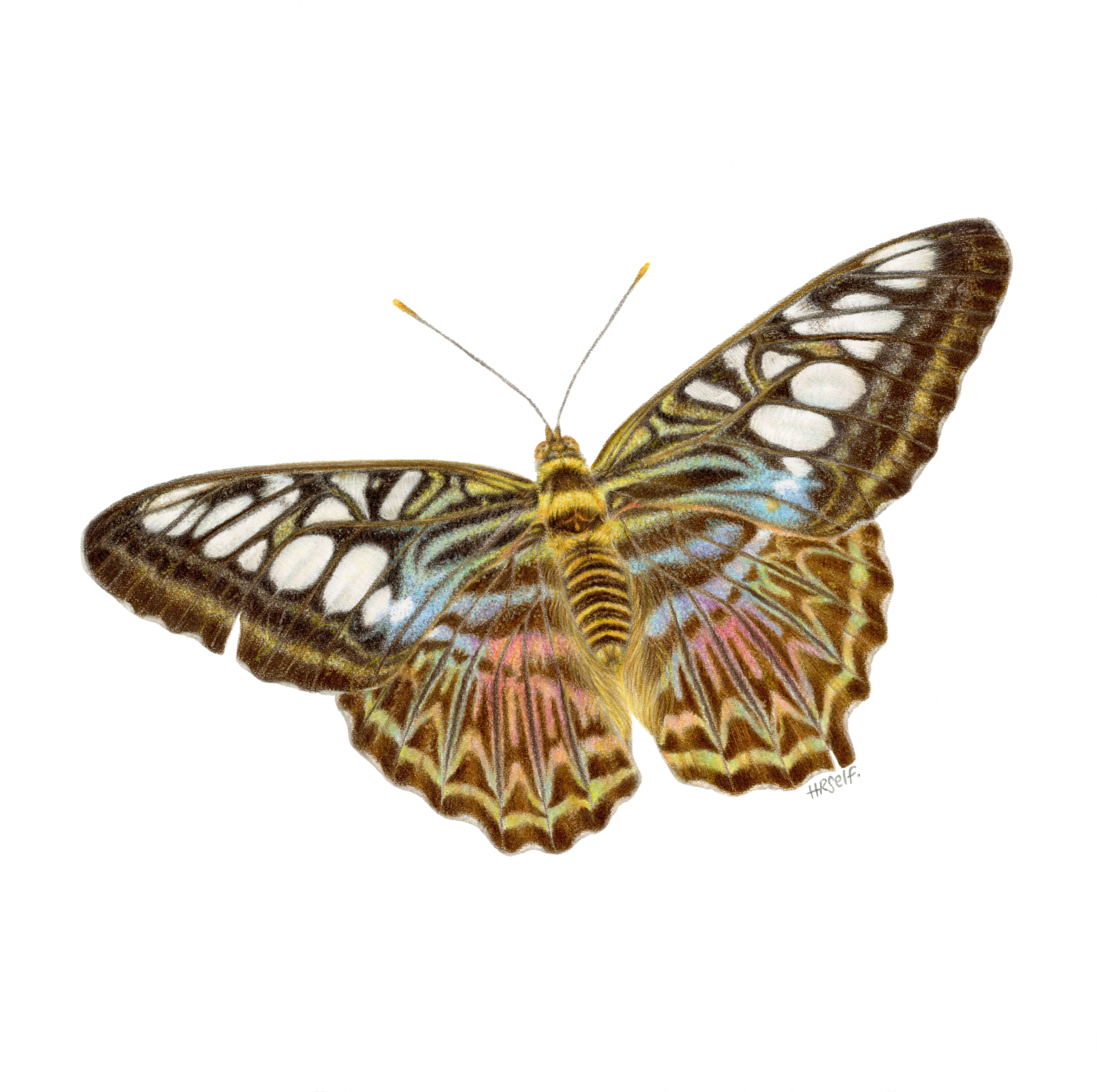 A Clipper Butterfly displaying multicolours on the wings, coloured pencil drawing