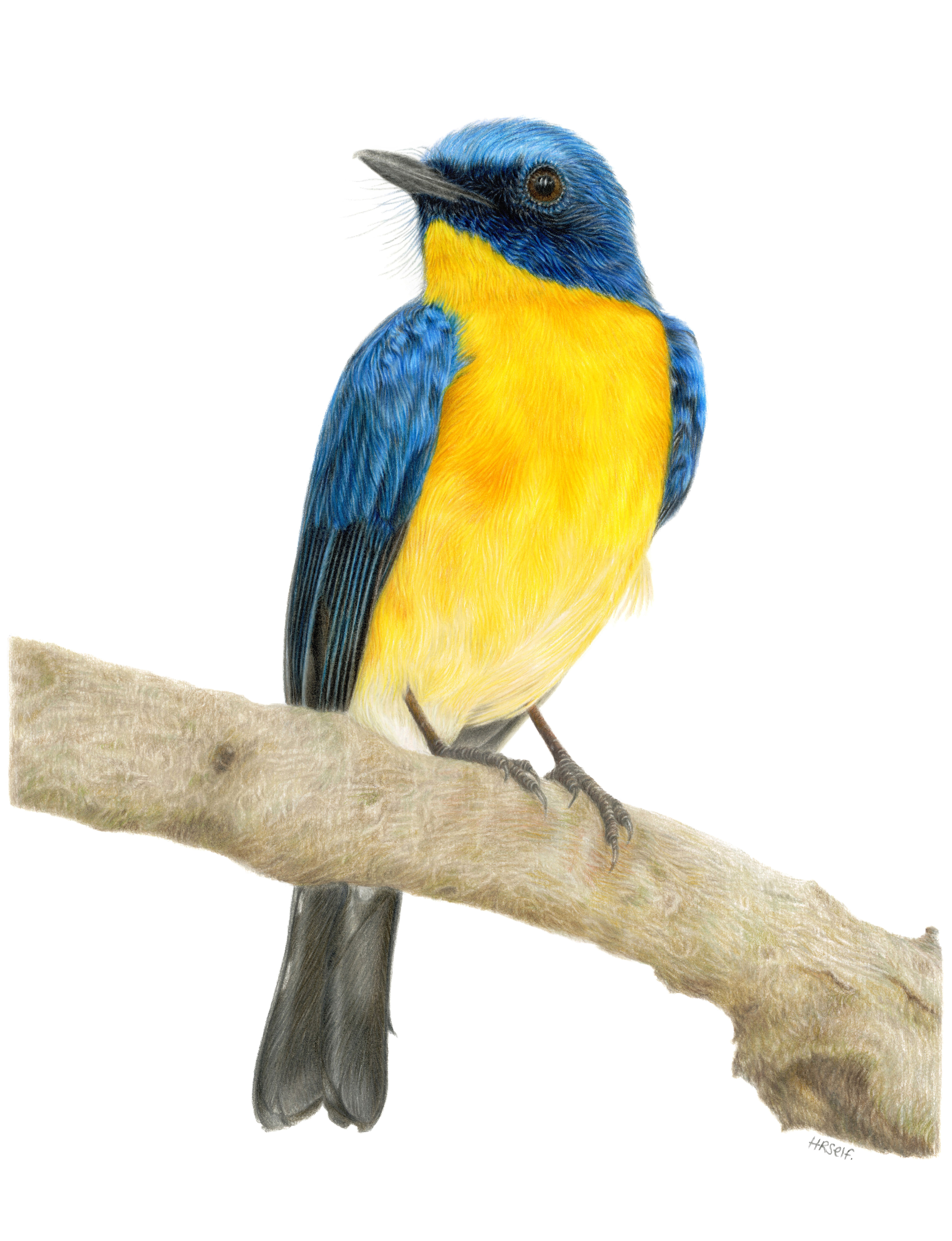 A Tickell's blue flycatcher bird, coloured pencil drawing