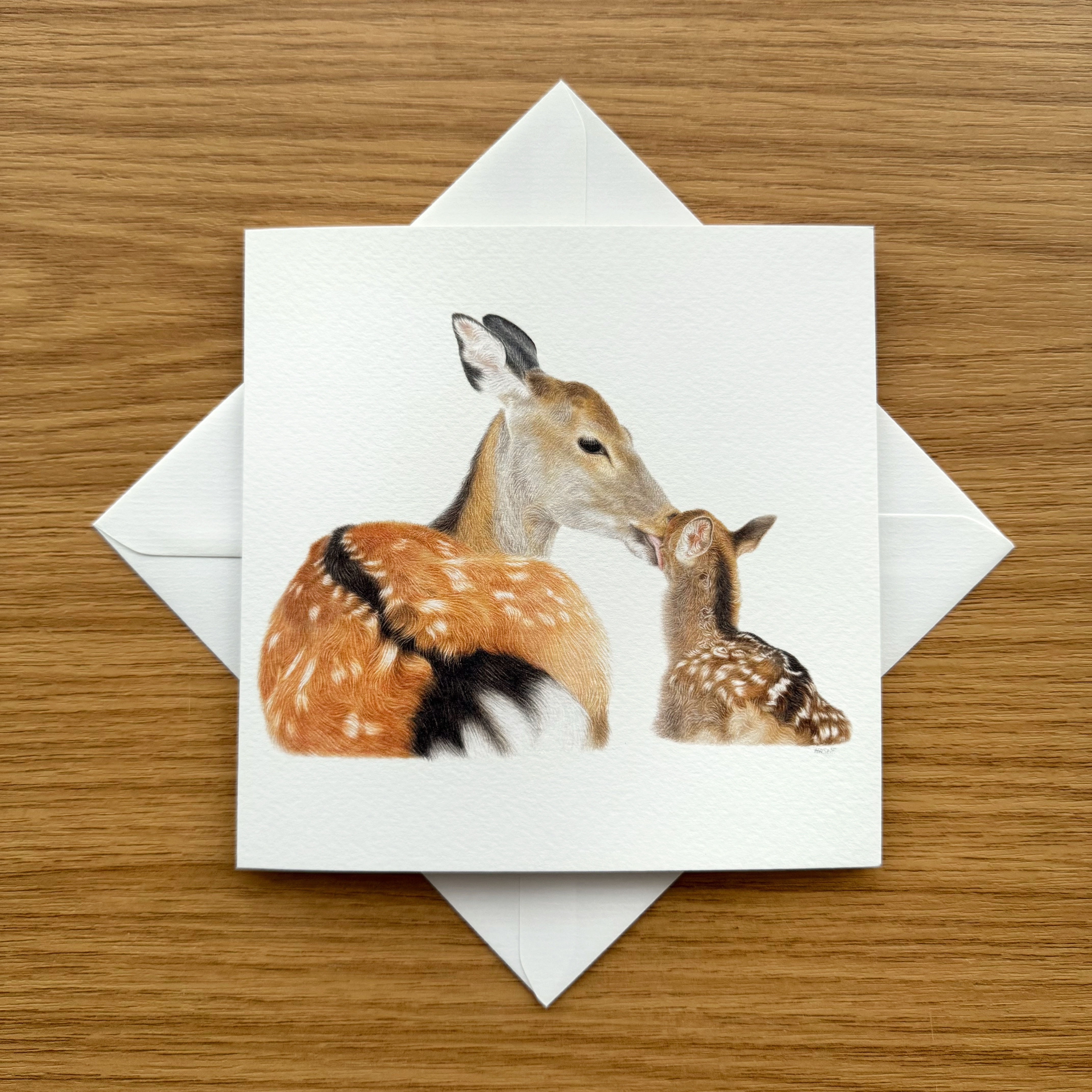 A square greeting card with a White Tailed Deer Mother and Fawn on the front, displayed on a white envelope