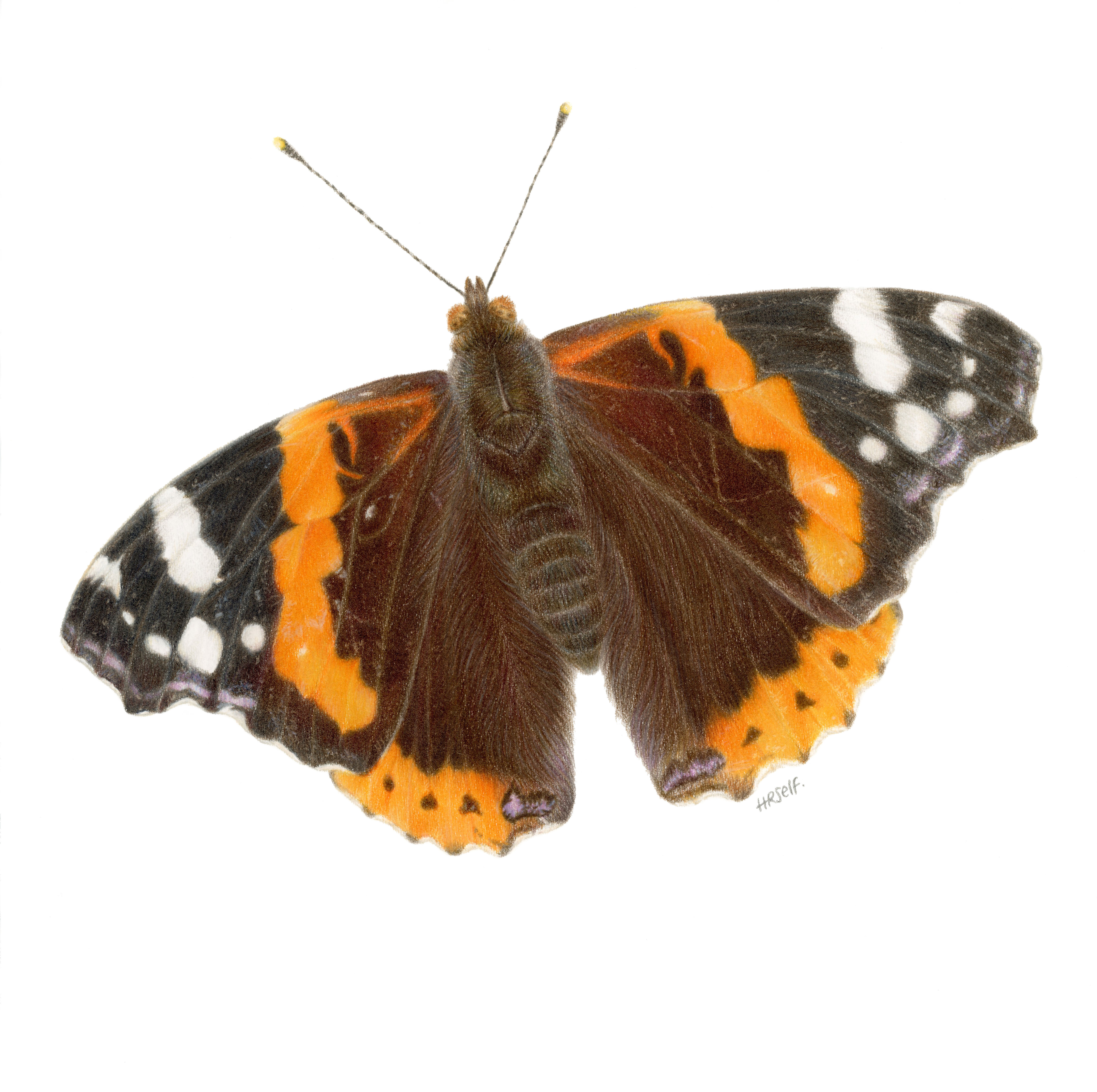 A Red Admiral Butterfly, coloured pencil drawing