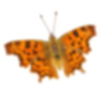 A muted orange toned Comma Butterfly, coloured pencil drawing