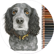 The final flatlay image showing all the coloured pencils used to draw this Cocker Spaniel