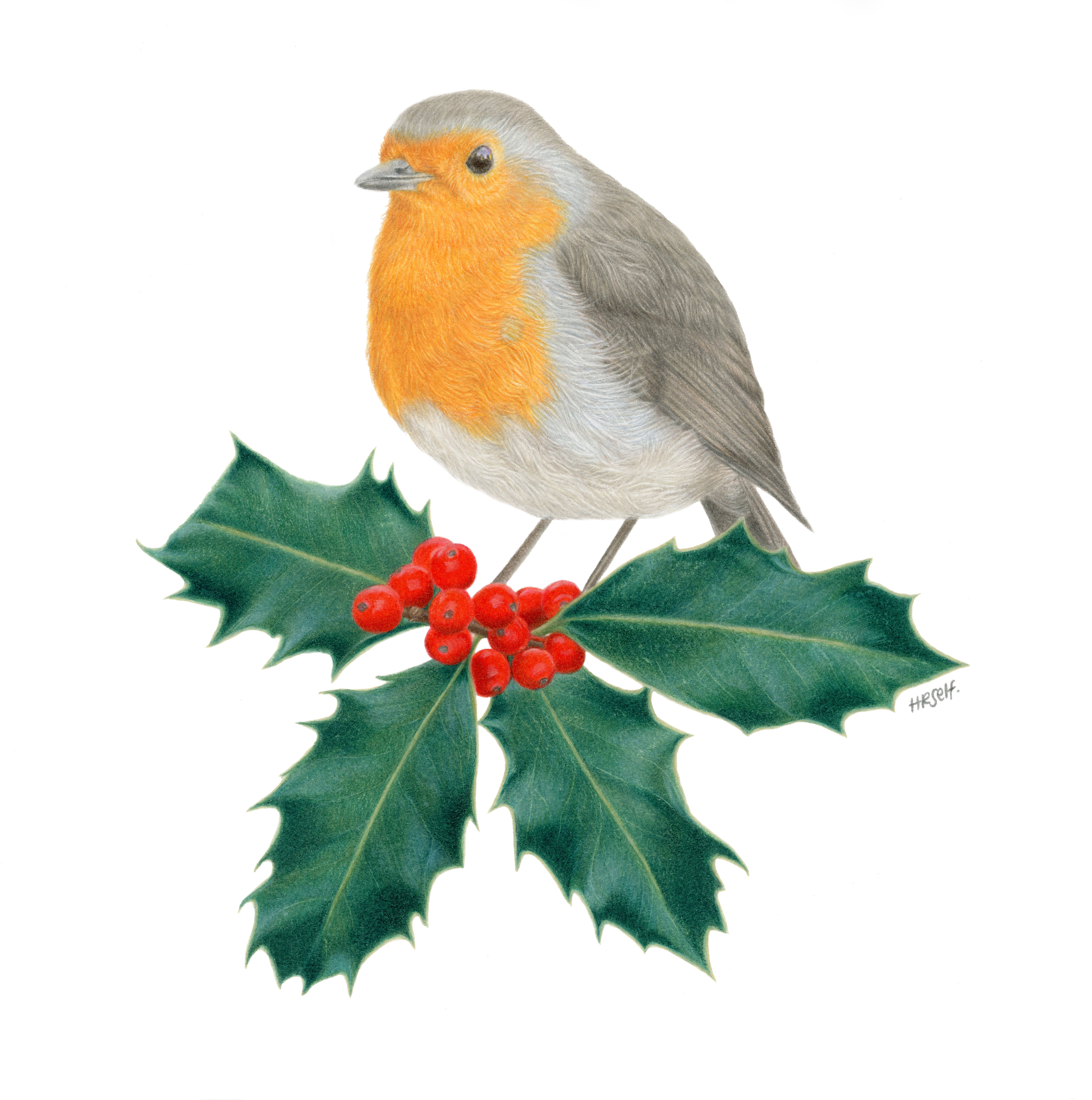 A red breast Robin on Holly, coloured pencil drawing