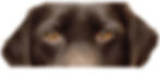 Tilly eyes - background_