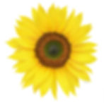 A yellow Sunflower, coloured pencil drawing