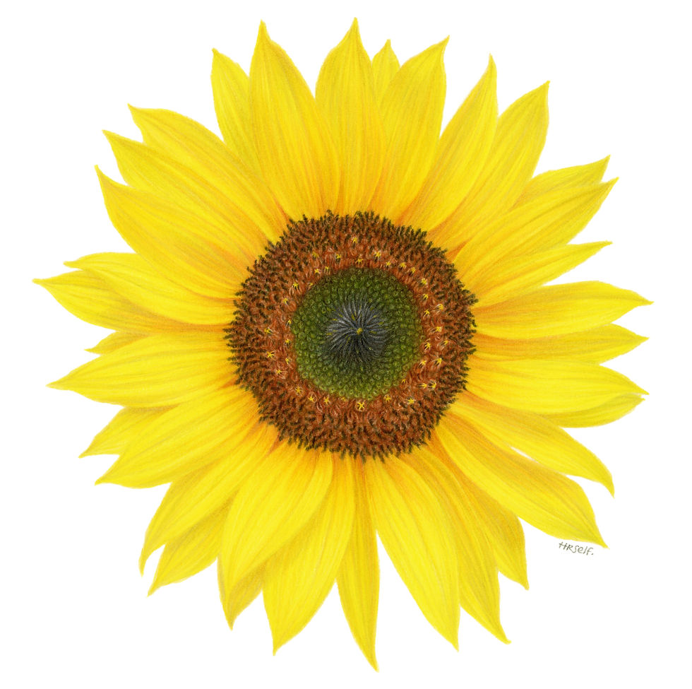 A yellow Sunflower, coloured pencil drawing