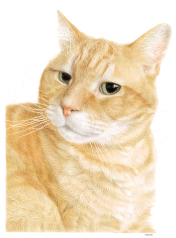 a golden stripy Tabby Cat, drawn in coloured pencil