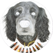 A progress stage of halfway drawing this Cocker Spaniel