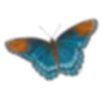 A red spotted purple Butterfly, coloured pencil drawing