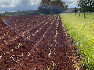 Sustainable Practices for Profitable Biomass Farming Success