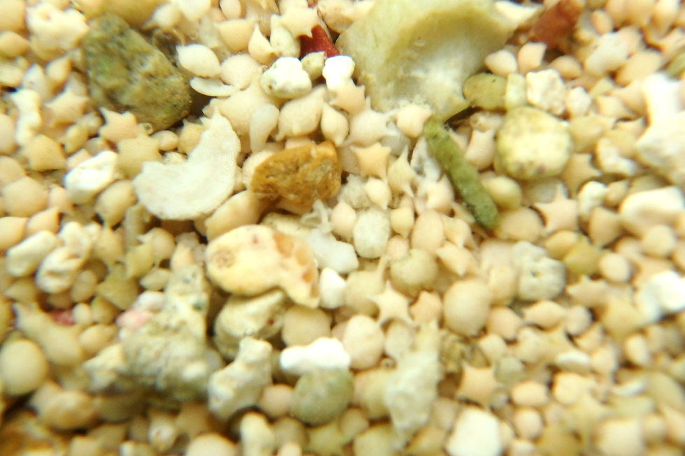 星砂の浜 西表島