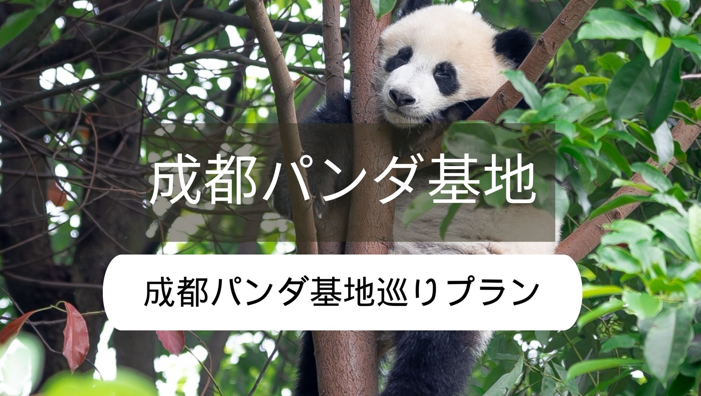 「パンダ大好きツアー」成都・パンダ基地をめぐる旅、パンダ繁殖基地の観光およびパンダ飼育体験ができる!3泊4日小さいな旅