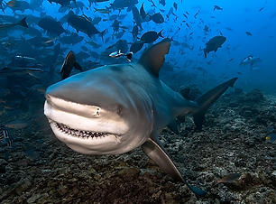 ファンダイビング 迫力満点のシャークダイビング