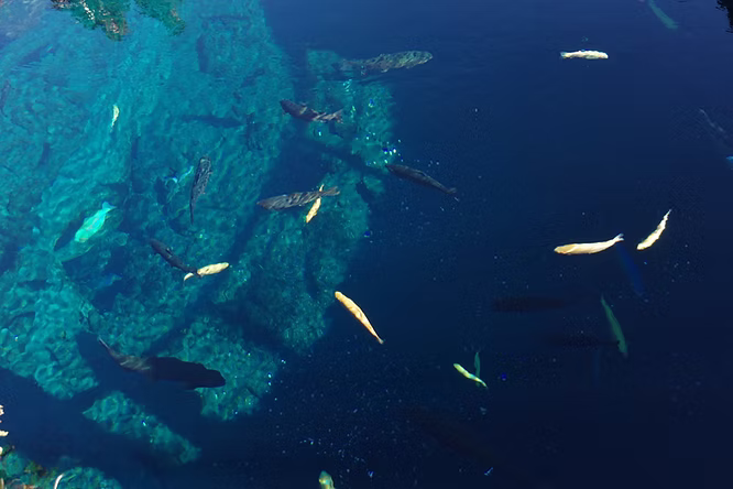 忍野八海