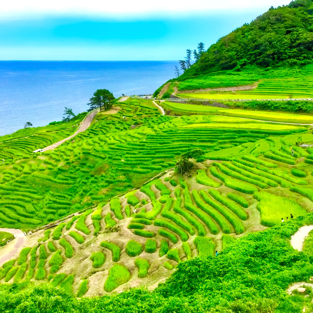 白米千枚田