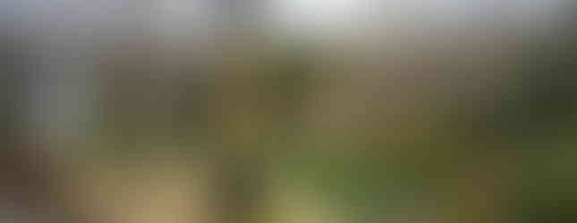 海地獄(うみじごく)