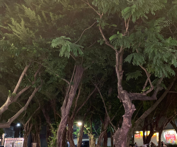 大きな木のある公園で休憩！