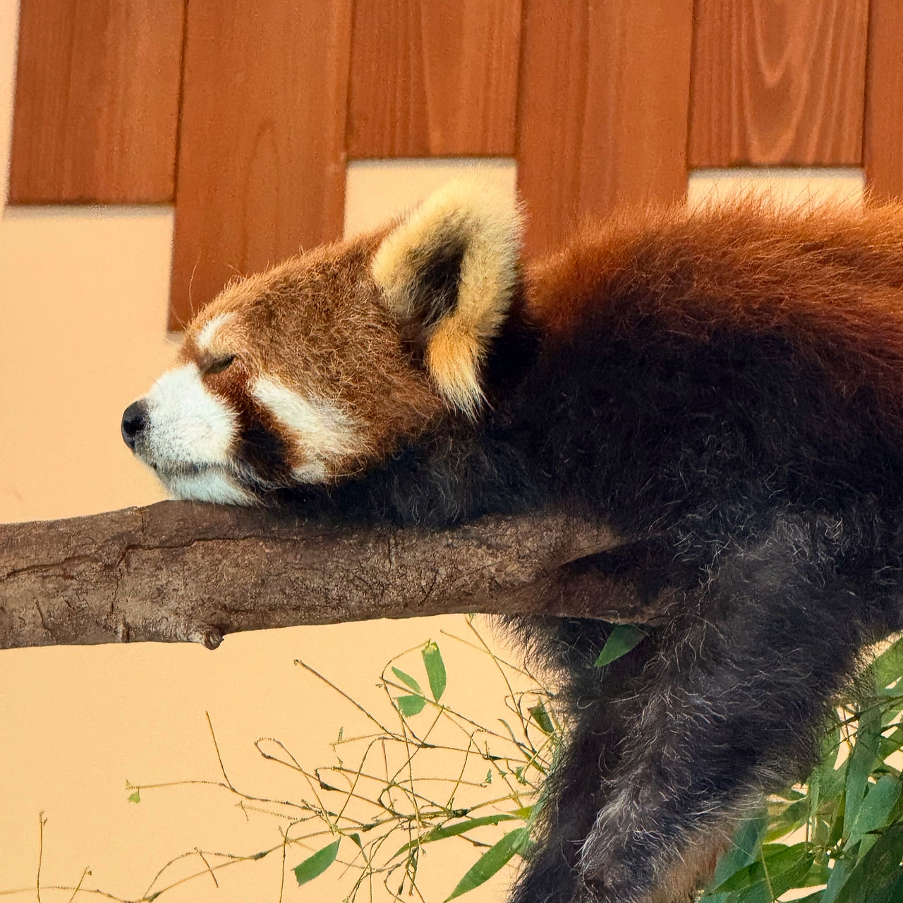 和歌山動物奇幻世界