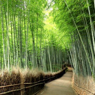 造訪閃耀的金閣寺，隨後前往嵐山。漫步於著名的嵯峨野竹林與渡月橋。