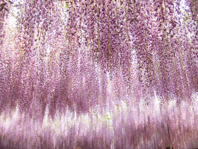 春の絶景 22年ゴールデンウイークは美しい藤の花見に行こう 特集 旅sato
