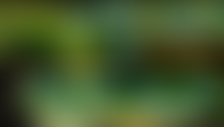 屋久島世界遺產5日深度之旅|世界遺產屋久杉・白谷雲水峽・指宿砂浴溫泉深度旅遊(專車+中文導覽)