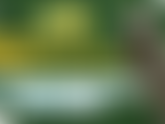 話題の新テーマパーク】ジャングリア沖縄に行くなら、航空券＋ホテル＋レンタカーセットプランが最強！