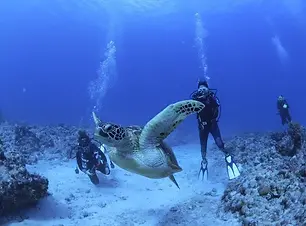 【オンライン・アカデミー】サイパンの海を水中散歩!マリンダイビング大賞'21受賞ガイドがご案内するオンラインダイビングツアー<Zoom>*毎週木曜・日曜催行