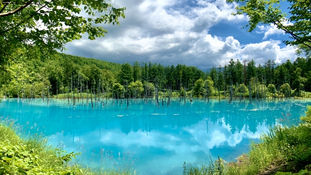 北海道-美瑛 青い池 自然が引き起こした奇跡の絶景,一度は見たい!