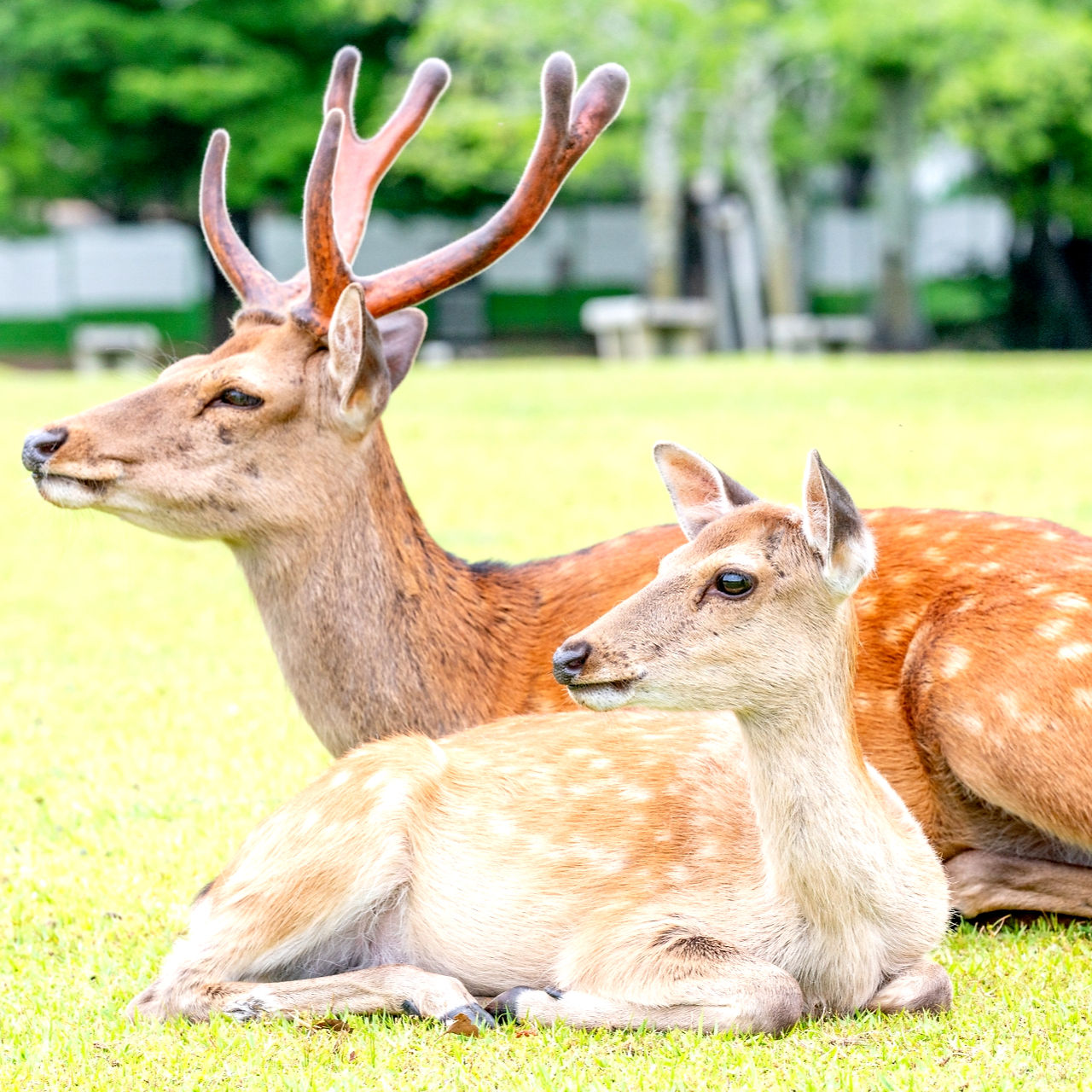 奈良公園