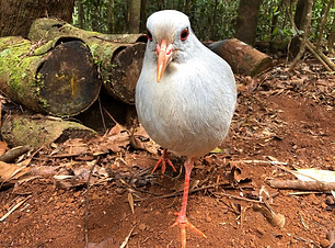 【2022年12月頃再開予定】リビエルブルー州立公園ツアー 人気ガイドのアンリさん確約!<日本語ガイド/昼食付/ヌメア発着>
