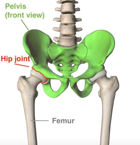 hip joint