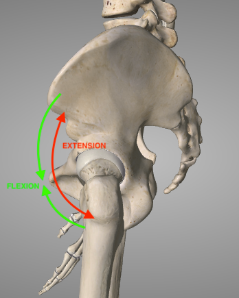 hip flexion extension